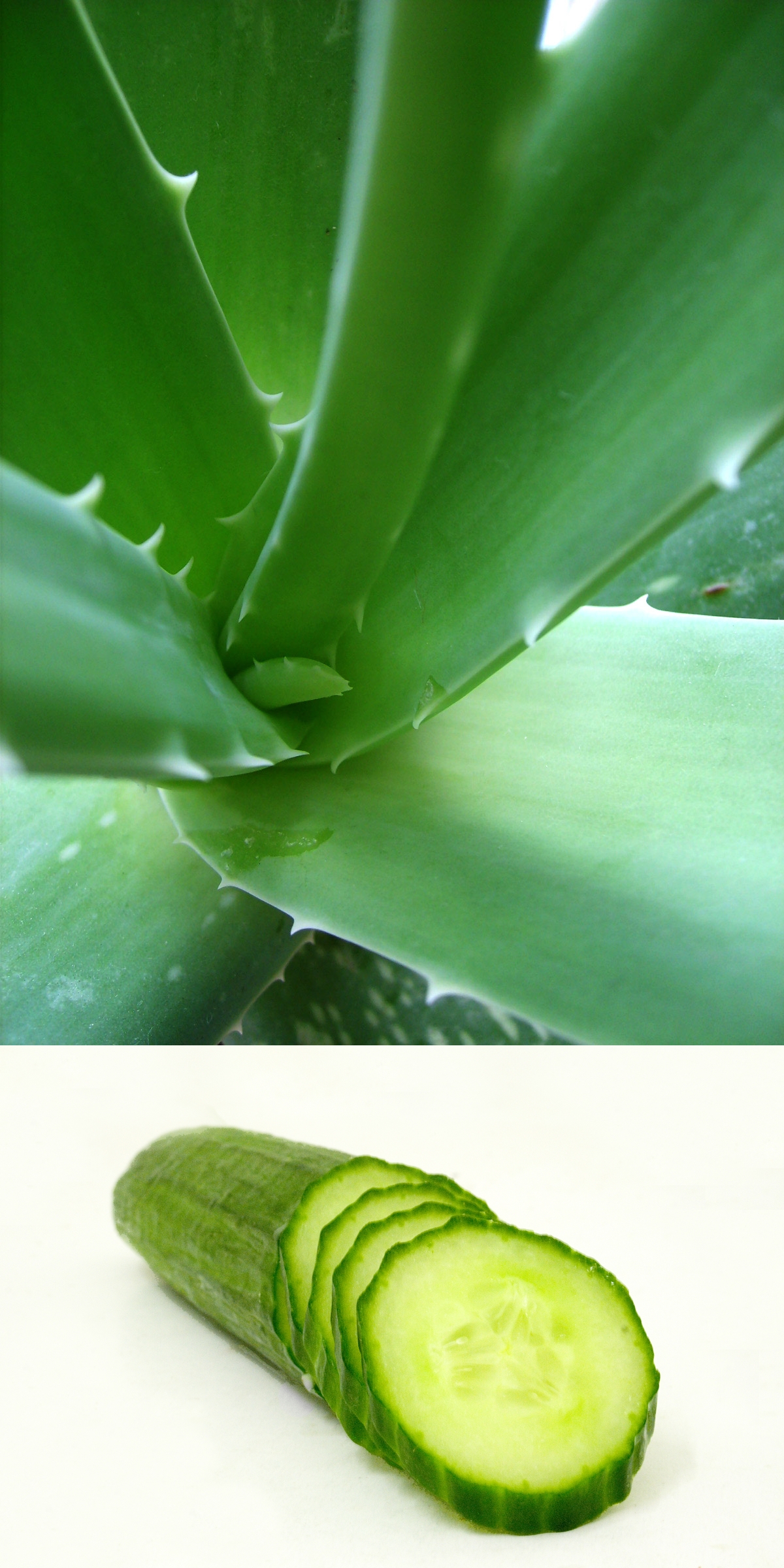 10+ Cucumber And Aloe Vera For Face